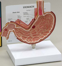 Stomach With Ulcer Pharmaceutical and Anatomical Model Gifts